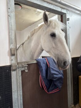 Successful Visit to Mounted Branch, Merseyside Police. 10.30am Friday 29th May.